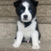 Husky German shepherd mix puppies for sale