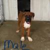 AKC Boxer Puppies (20 wks old) 