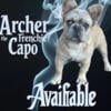 Archer FluffyFrench Bulldog