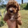 CKC Toy Poodle Puppies