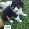 AKC Australia Shepherd puppies