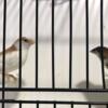 Canaries and Finches For Sale