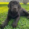 Chocolate Labrador retriever