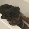 Cujo is looking for an experience Rottweiler owner