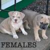 Pocket Bullys championship bloodline 