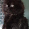 Purebred Persian Black Male - Ready to go