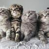Kittens for Sale