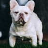 Platinum Lilac & Tan visual Fluffy French bulldog stud