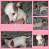 CKC Jack Russell Female
