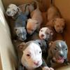 Pitbull puppies (bluenose)