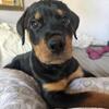 Rottweiler Female Pup