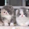 PERSIAN & HIMALAYAN KITTENS