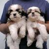 Shitzu puppies