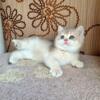 NEW Elite British kitten from Europe with excellent pedigree, female. A 7.9a