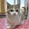 Lilac Bicolor Munchkin Kitten