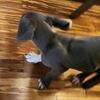 big blue with white markings Great Dane puppy 🐶