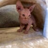 Adorable Red Male Sphynx Kitten Available!