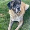 English Mastiff needs Rehome/Rescue