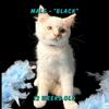 TICA Registered Ragdoll Kittens - READY NOW