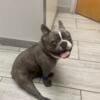 AKC male French Bulldog 