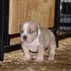 Extreme pocket bully male. ABKC registered.