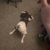 Pit Mix (Named Bucky)