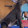 AKC DOBERMAN PINSCHERS