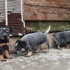 Australian cattle dog.Blue heller 7 weeks old Ready to rehoming  pure breed  in aurora il