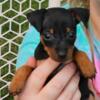 Miniature Pinscher puppies