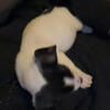 $100 male dorkie French bulldog mix puppy