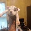 Pocket/micro female puppy ABKC registered