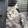 Maine coon stud 