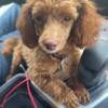 AKC REGISTERED Toy poodle puppies for sale