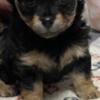 Peekapoos puppies for sale (Pekingese/poodles)