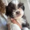 Akc Shihtzu