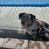 Rehomimg my beautiful girl 2 year old Merle female catahoula mix