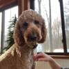 Sweet Standard Poodle - Male