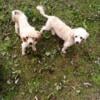 Toy poodle females