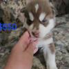 Pure Bread Huskies puppies for sale