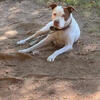 American pit bull