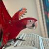 Handfed Greenwing Macaw Baby