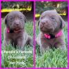 Labrador Retrievers - Chocolates & Silvers