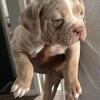 Lilac tri Merle female looking for forever home