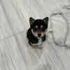 Shiba Inu puppy looking for home