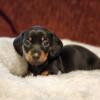 Beautiful female black and tan mini dachshund 