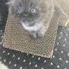 Persian kittens for sale 