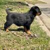 German Rottweiler puppies 