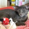 Oriental Shorthair Extreme  On Sale