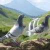 Long Distance Homing Racing Pigeons - Breeding Pairs