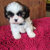 Teddy bear puppies $799.00